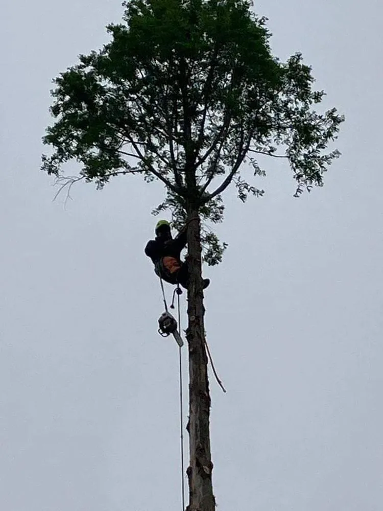 Trusted lawn care service experts serving Cincinnati, OH - Cotras Tree Service & Landscaping