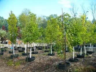 Top-rated yard cleanup service for outdoor upgrades in Hermitage, PA by Cottage Gardens