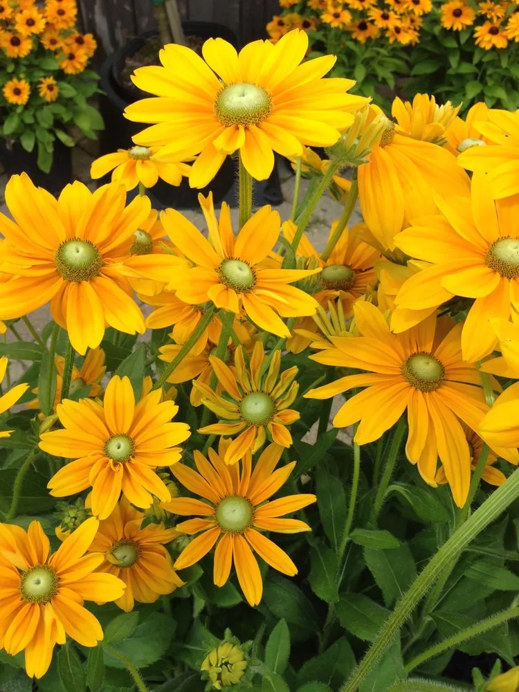 Expert landscaping services in Hermitage, PA - Cottage Gardens