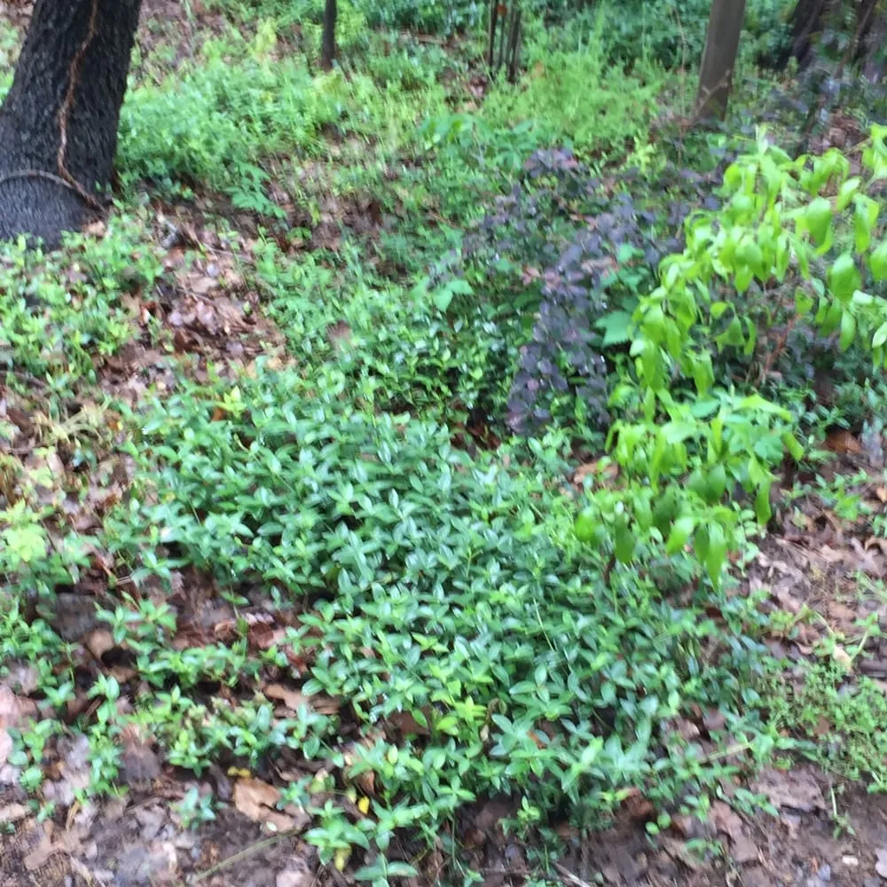 Top-rated yard maintenance experts serving Edmond, OK - Cottage Supply & Plants