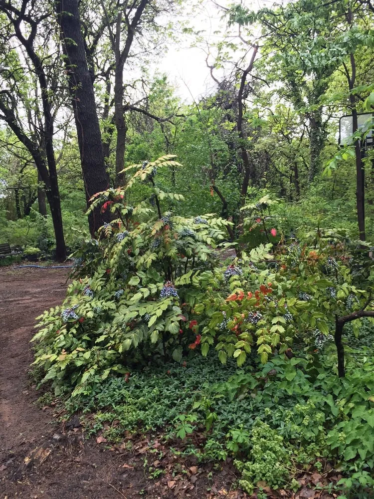 Professional garden landscaping experts serving Edmond, OK - Cottage Supply & Plants