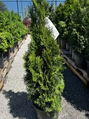 Cotto Landscaping Logo