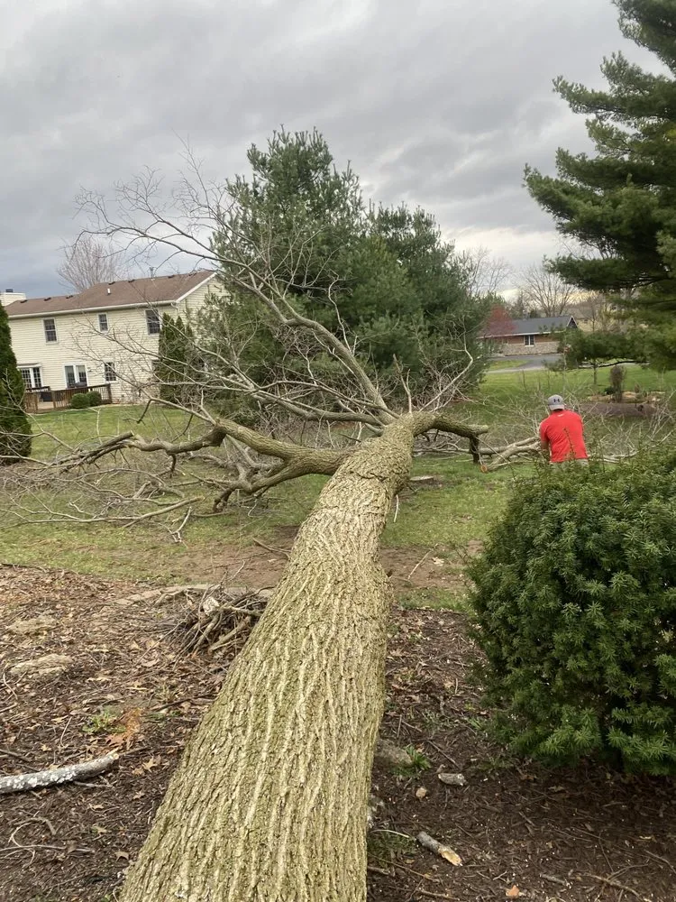 Reliable yard maintenance experts serving Bloomington, IL - Cotton Can Do