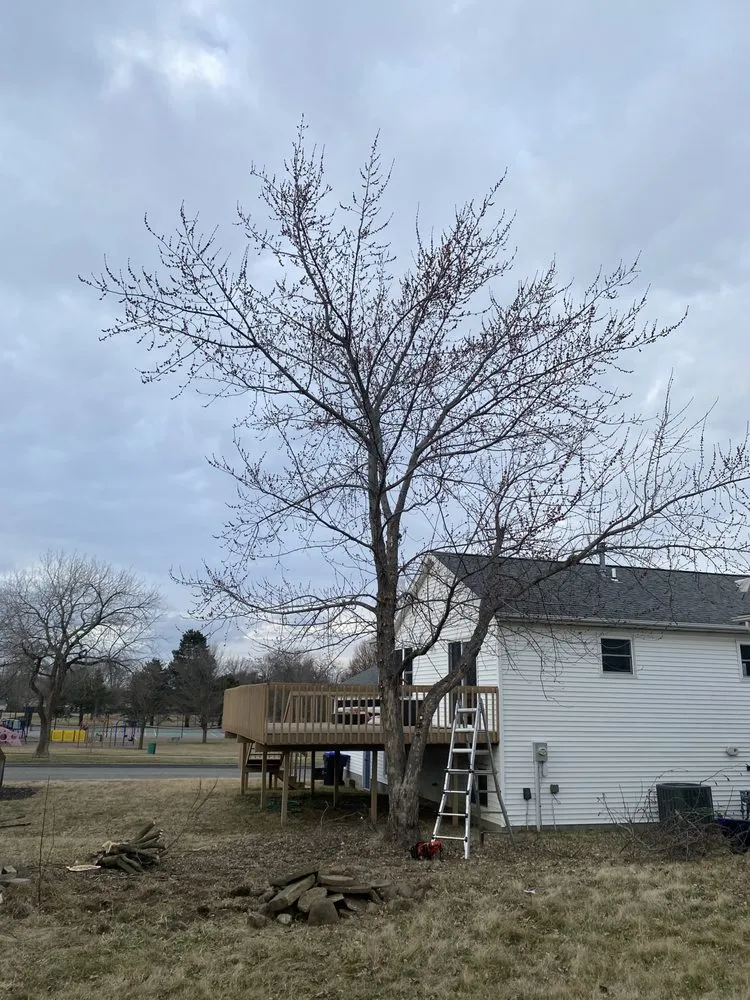 Professional yard cleanup service for residential properties across Bloomington, IL - Cotton Can Do