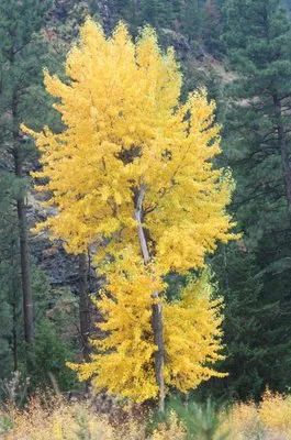 Cottonwood Home Services Logo