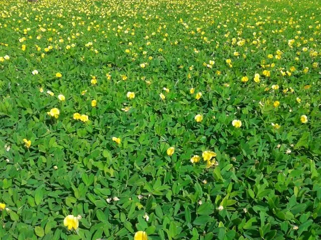 Reliable landscape design near you across Ruskin, FL - Council Growers Sod