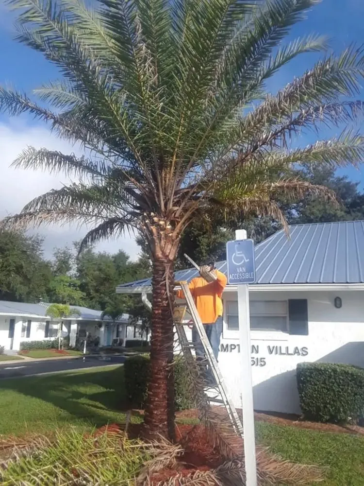 Reliable landscape installation in Mount Dora, FL - Country Boy Lawn Care And Tree Service