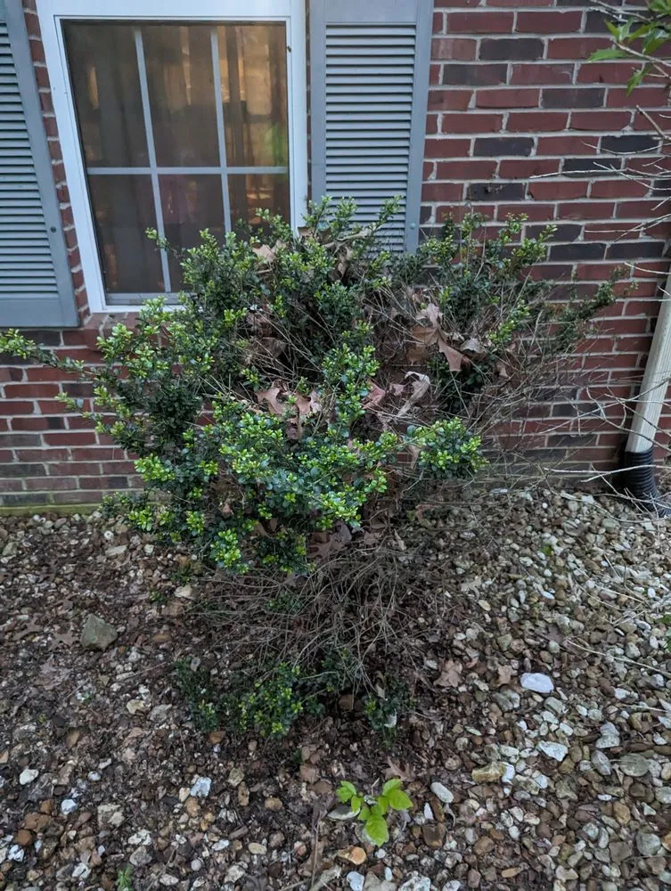 Top-rated yard cleanup service for residential properties in Woodlawn, TN by Country Boy Lawn Care Landscaping and Junk Removal