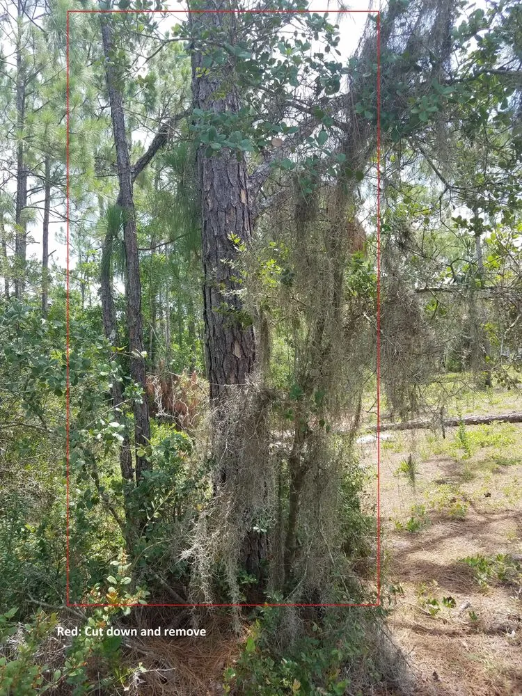 Reliable yard maintenance in Avon Park, FL - Country Brother’s Tree Service