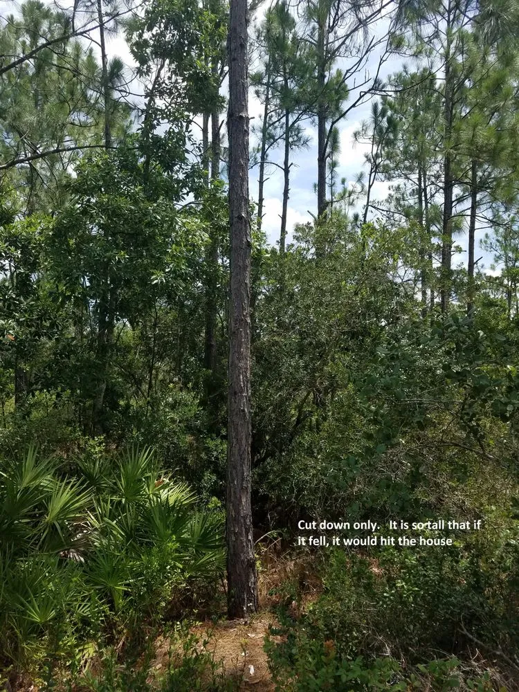 Custom yard maintenance experts serving Avon Park, FL - Country Brother’s Tree Service