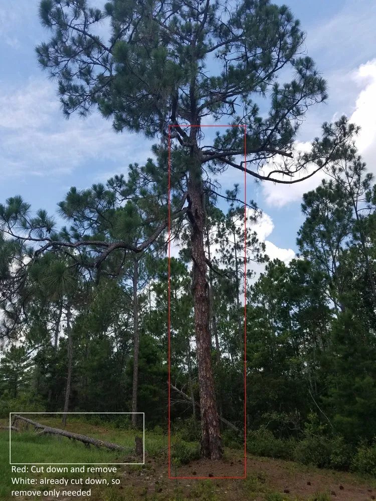 Professional yard cleanup service experts serving Avon Park, FL - Country Brother’s Tree Service