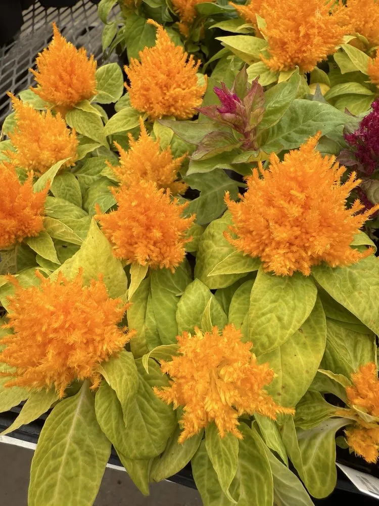 Local landscape installation in Mundelein, IL - Country Bumpkin Garden Center