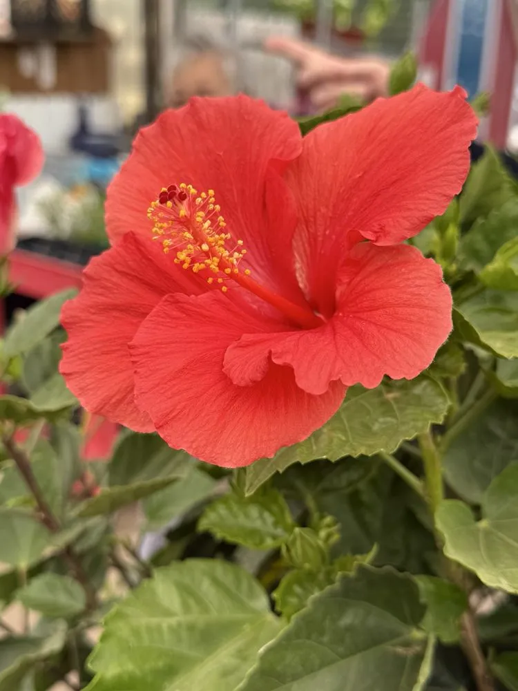 Reliable residential landscaping in Mundelein, IL by Country Bumpkin Garden Center