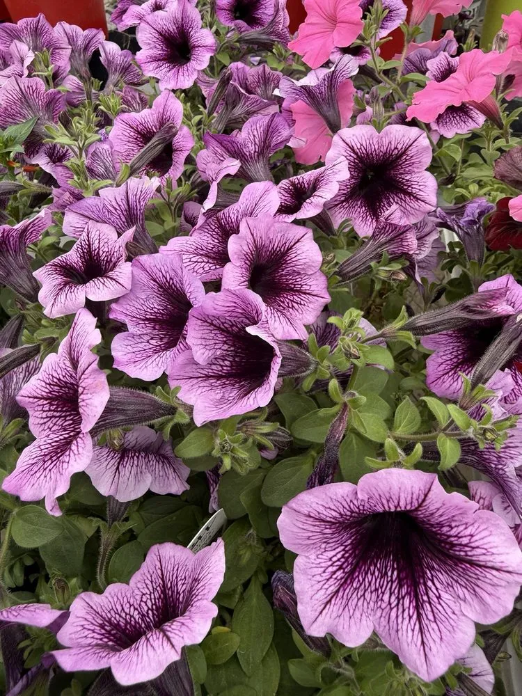 Trusted garden landscaping in Mundelein, IL by Country Bumpkin Garden Center