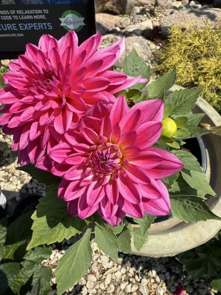 Trusted landscape design in Mundelein, IL - Country Bumpkin Garden Center