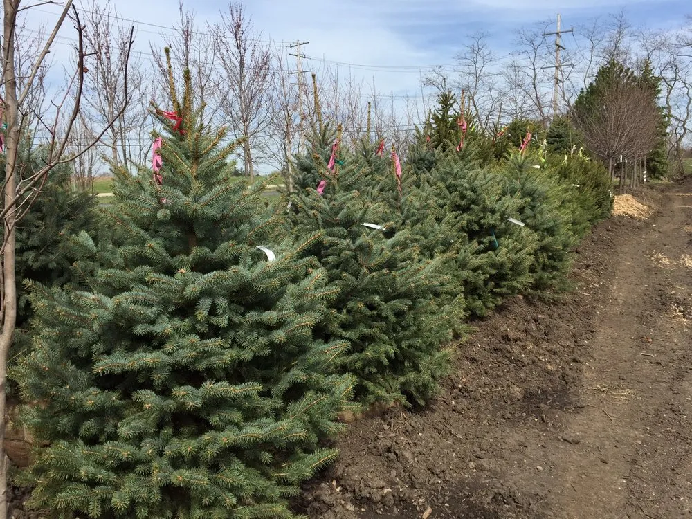 Professional landscape installation with custom design across Mundelein, IL - Country Bumpkin Garden Center