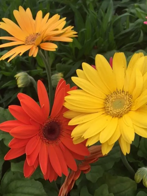 Reliable landscape installation experts serving Mundelein, IL - Country Bumpkin Garden Center