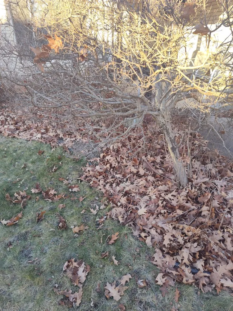 Trusted yard cleanup service near you across Pontiac, MI - Country Cutz