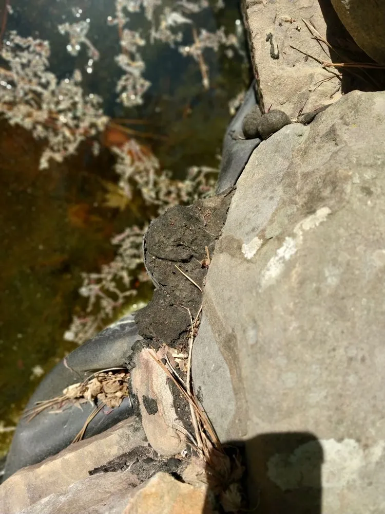 Custom residential landscaping with custom design in Flowery Branch, GA by Country Estates Landscapes