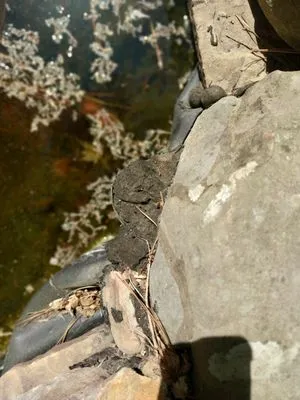 Country Estates Landscapes