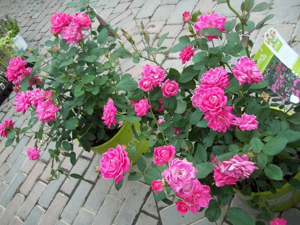 Trusted landscaping services for residential properties in Greensburg, PA by Country Farms