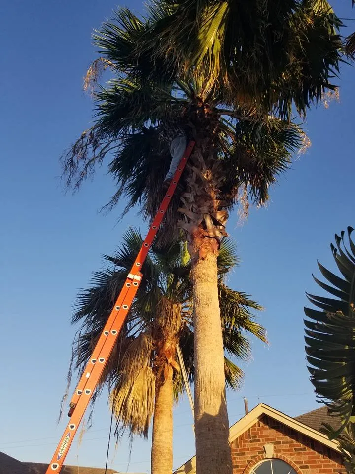 Expert lawn mowing service near you across Corpus Christi, TX - COUNTRY FRIED LANDSCAPING AND SERVICES