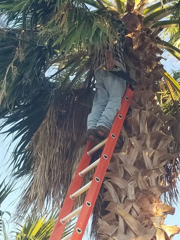 Custom landscape design for year-round maintenance in Corpus Christi, TX by COUNTRY FRIED LANDSCAPING AND SERVICES