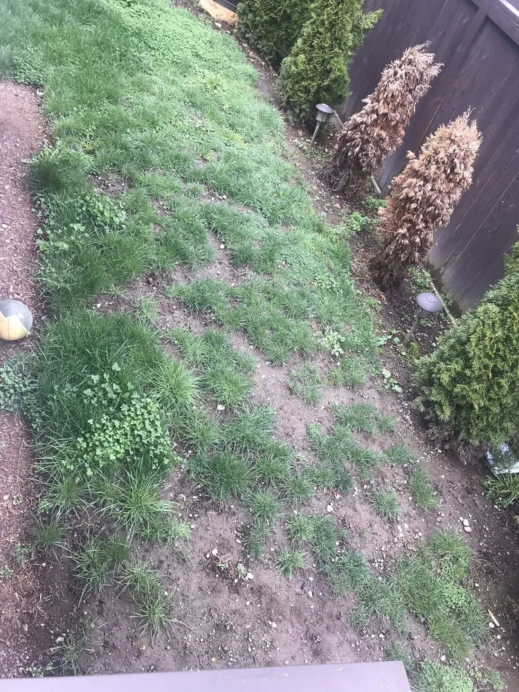 Affordable yard cleanup service for beautiful yards across Arlington, WA - Country Green Turf Farms