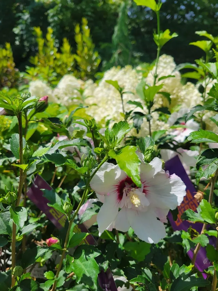 Affordable lawn care service near you in Brownsburg, IN by Country Harmony Home & Garden Center