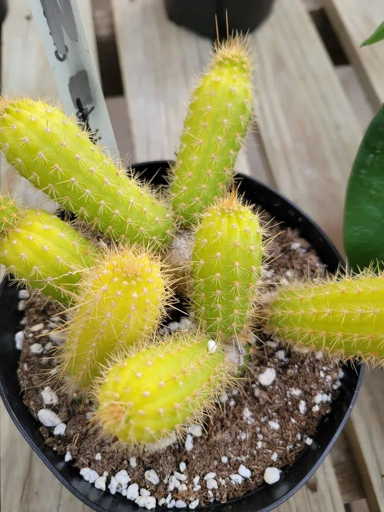 Local yard maintenance in Brownsburg, IN by Country Harmony Home & Garden Center