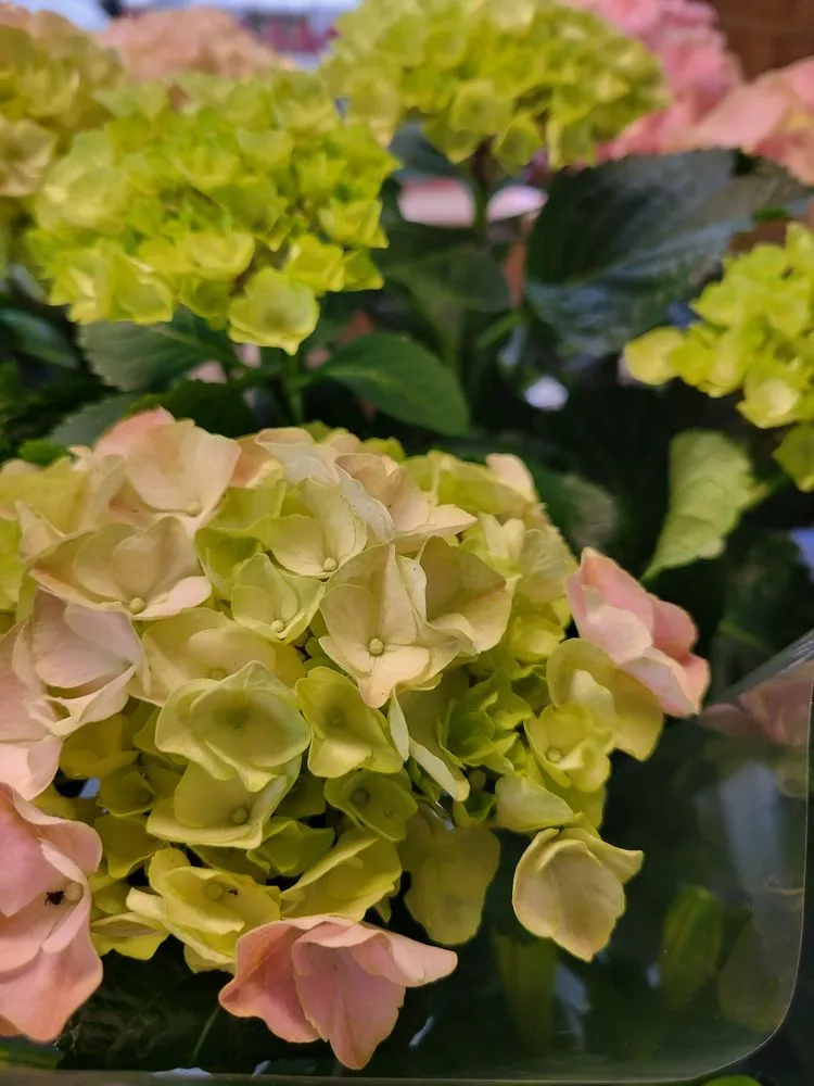 Custom landscape design experts serving Brownsburg, IN - Country Harmony Home & Garden Center