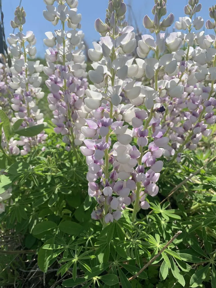 Reliable landscape design in Queensbury, NY - Country Home Landscapes