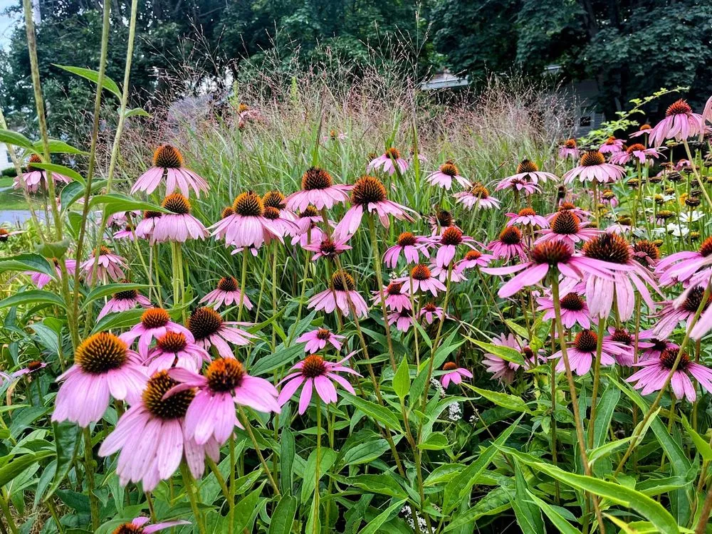 Affordable lawn mowing service for year-round maintenance across Queensbury, NY - Country Home Landscapes