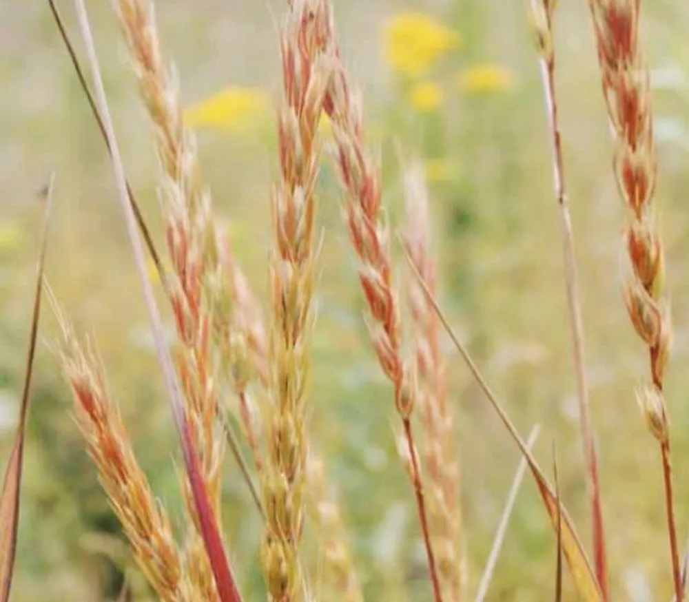 Affordable landscape installation in Yutan, NE by Country Inspired Landscapes