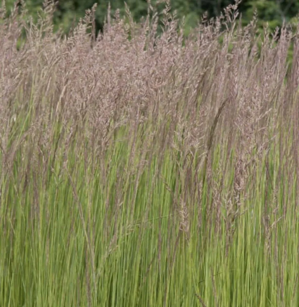 Affordable outdoor landscaping experts serving Yutan, NE - Country Inspired Landscapes