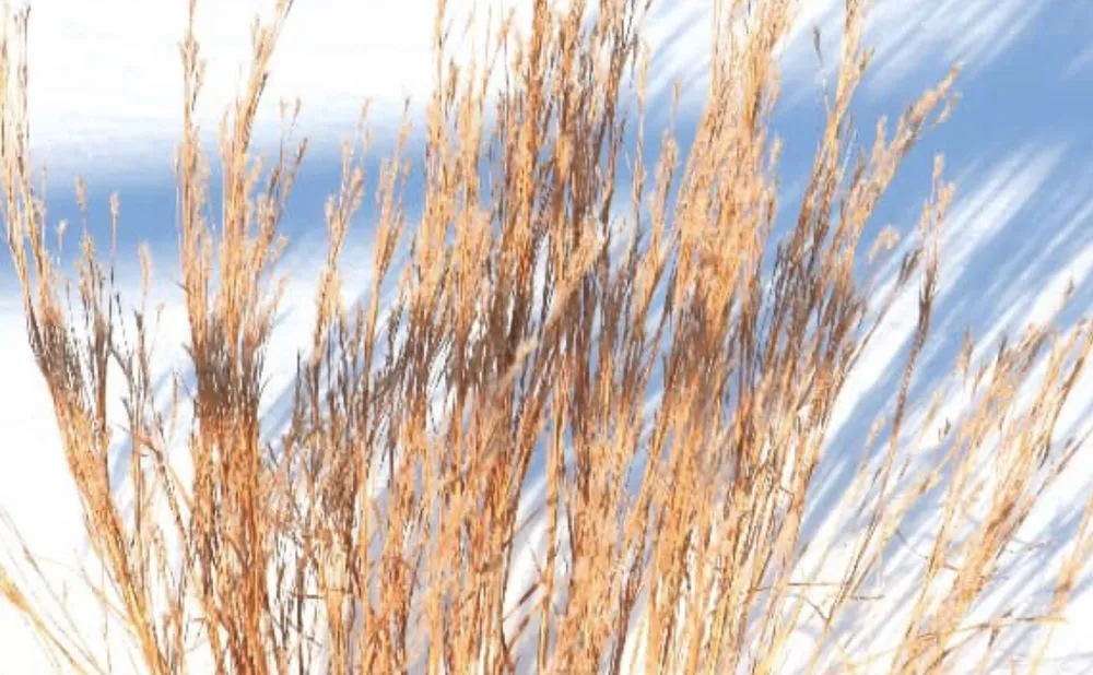 Affordable lawn care service in Yutan, NE - Country Inspired Landscapes