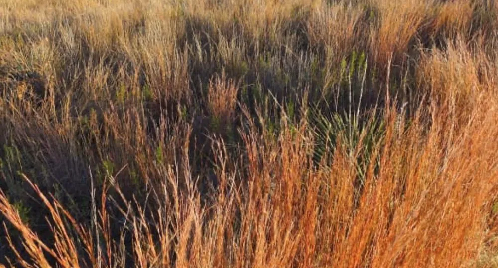 Reliable landscape installation for homes across Yutan, NE - Country Inspired Landscapes