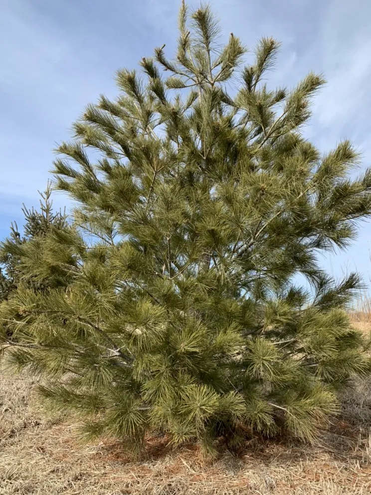 Reliable lawn care service for outdoor upgrades across Yutan, NE - Country Inspired Landscapes