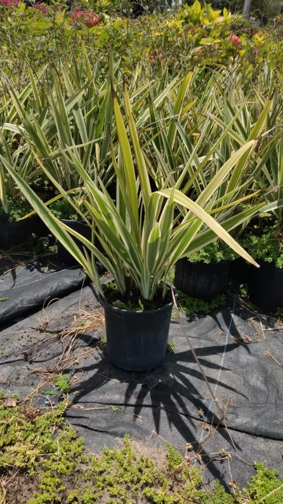 Top-rated yard maintenance with custom design in Boca Raton, FL by Country Landscaping & Growers