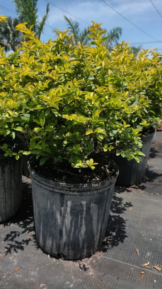 Custom yard cleanup service in Boca Raton, FL by Country Landscaping & Growers