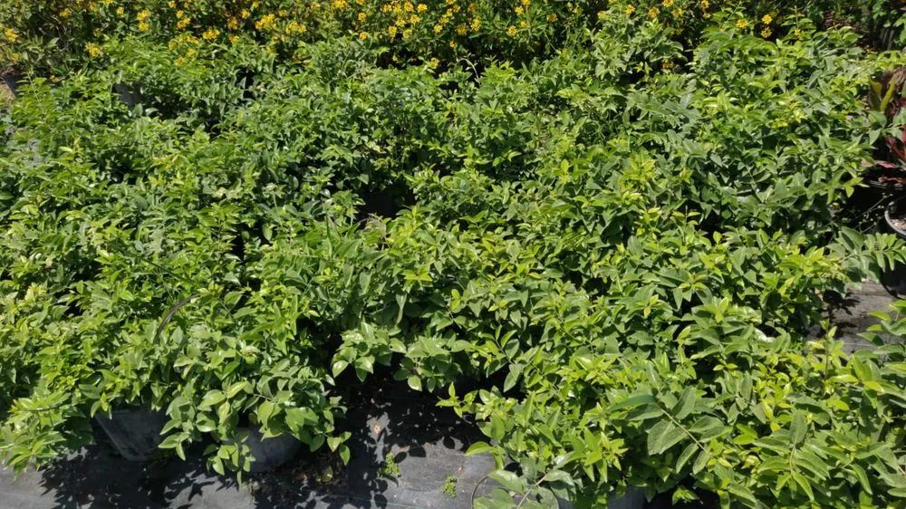 Reliable yard maintenance in Boca Raton, FL - Country Landscaping & Growers