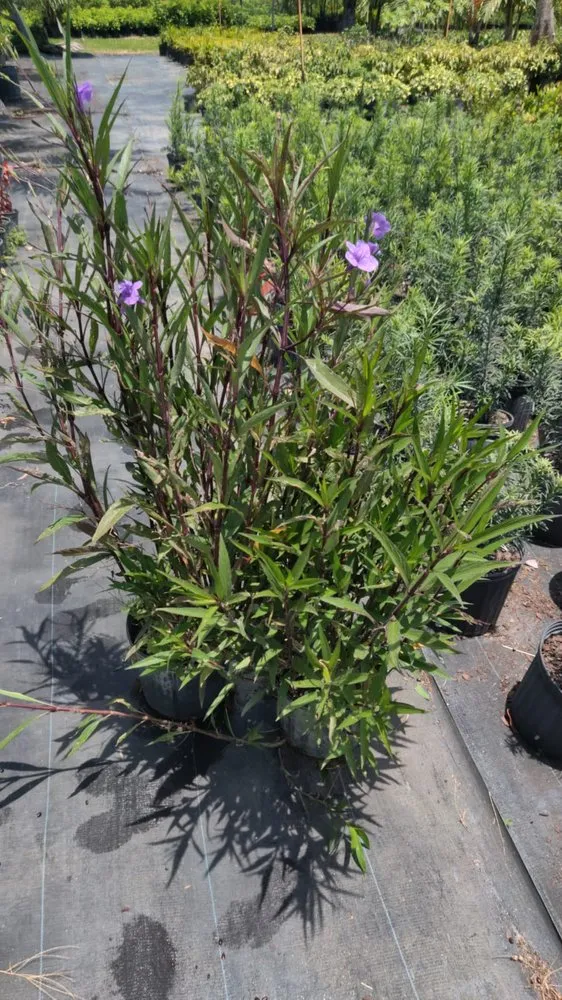 Local lawn care service for homes in Boca Raton, FL by Country Landscaping & Growers