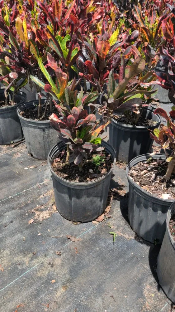 Custom garden landscaping in Boca Raton, FL - Country Landscaping & Growers