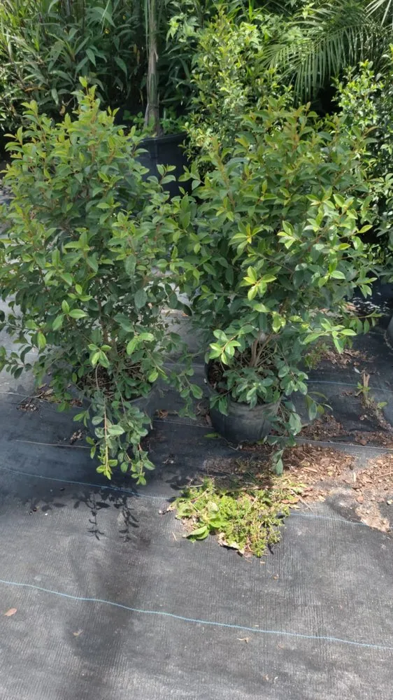 Custom landscape design for residential properties in Boca Raton, FL by Country Landscaping & Growers