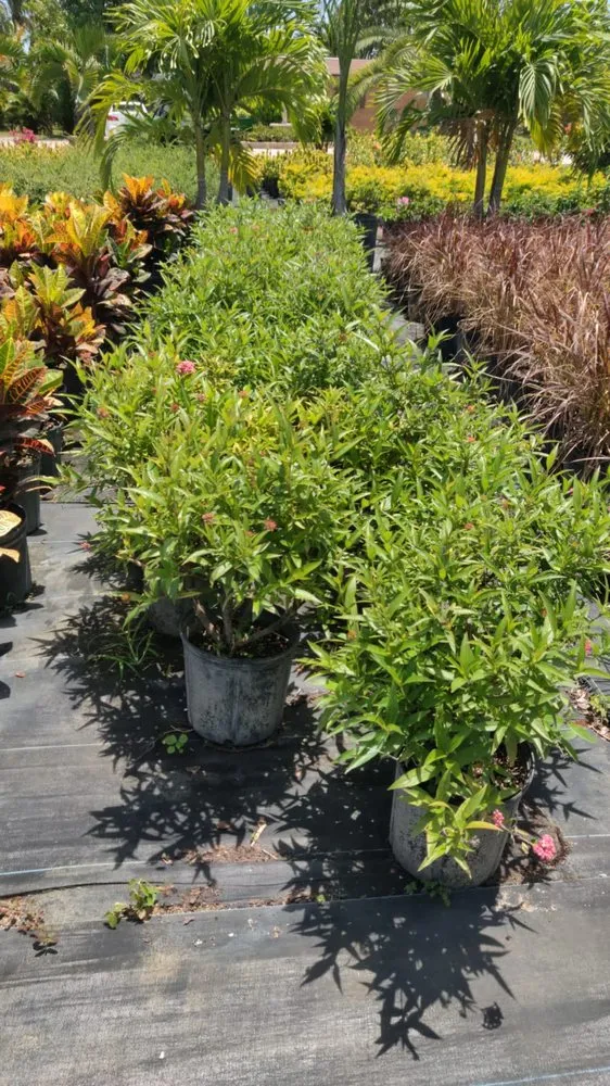 Reliable lawn care service experts serving Boca Raton, FL - Country Landscaping & Growers