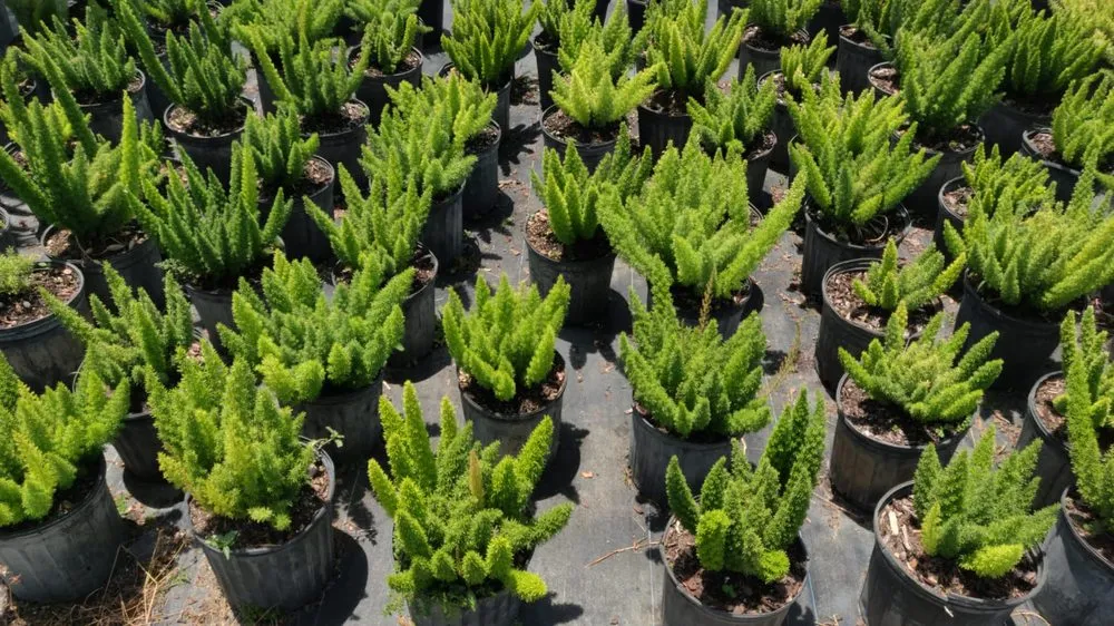 Professional landscape installation in Boca Raton, FL by Country Landscaping & Growers