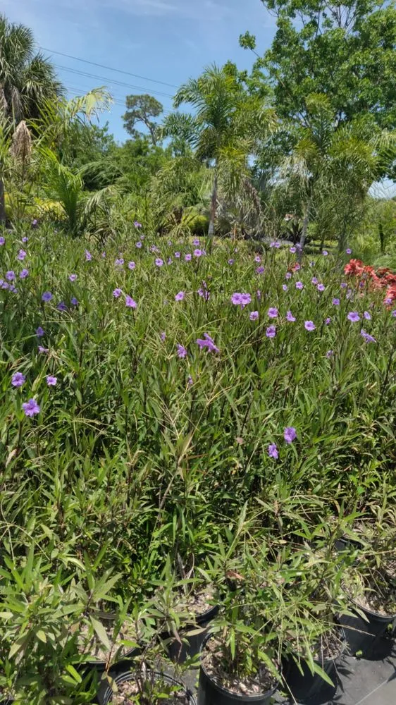 Trusted lawn mowing service for outdoor upgrades across Boca Raton, FL - Country Landscaping & Growers