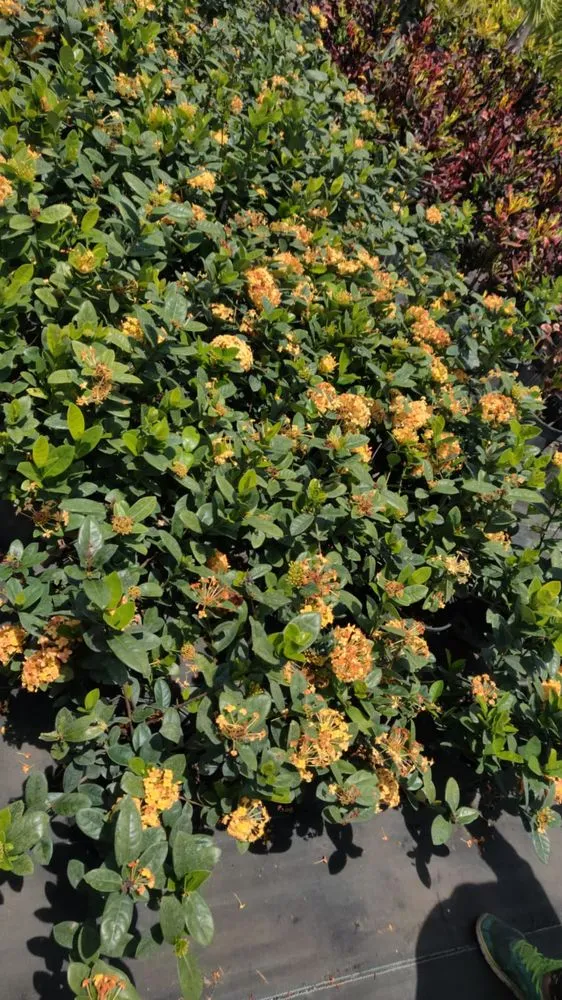 Trusted landscape design in Boca Raton, FL by Country Landscaping & Growers