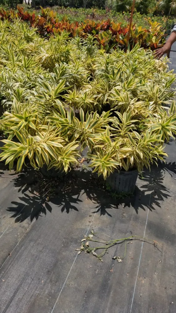 Custom garden landscaping for residential properties across Boca Raton, FL - Country Landscaping & Growers