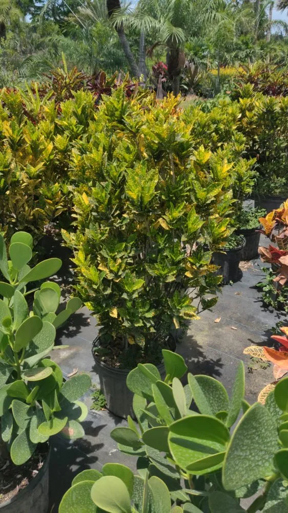 Local landscaping services experts serving Boca Raton, FL - Country Landscaping & Growers